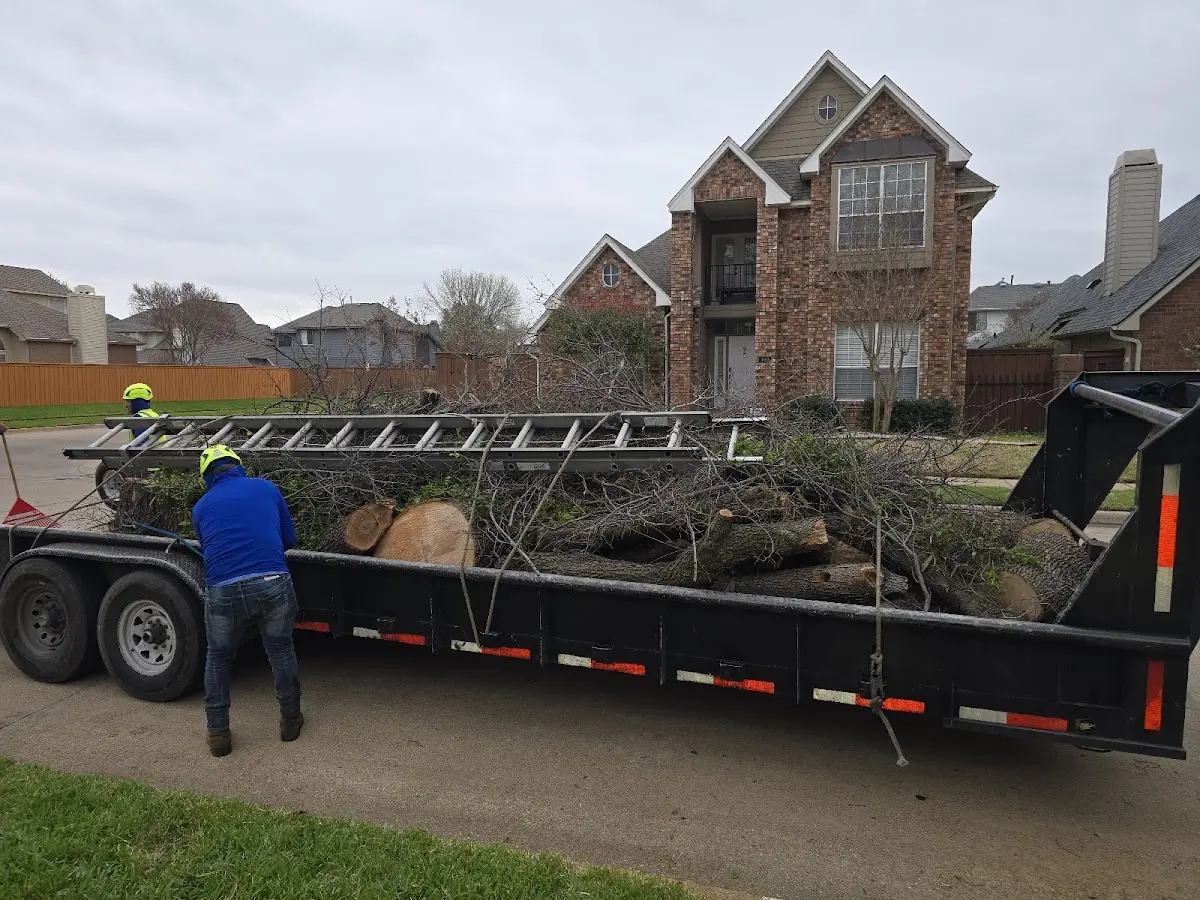 Expert Tree Removal with proper safety equipment in Hecker